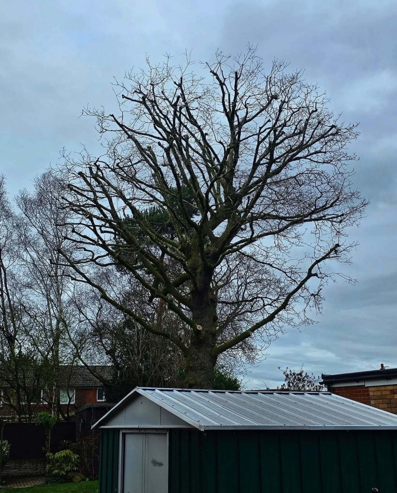 Prune after