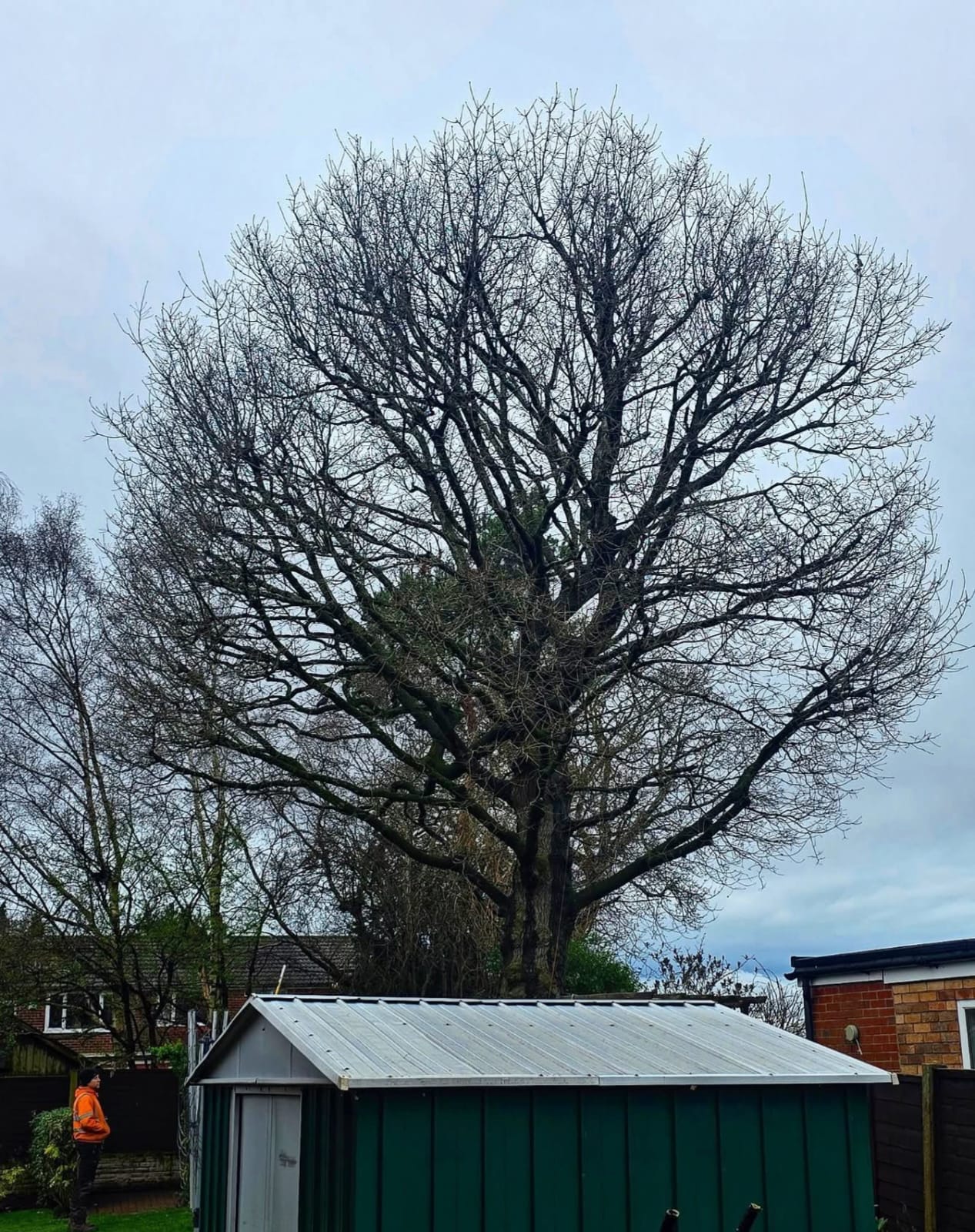 Prune before